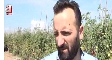 Tokat domatesinin sırrı nedir?